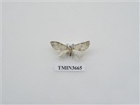 藏品(尺蛾523)的圖片